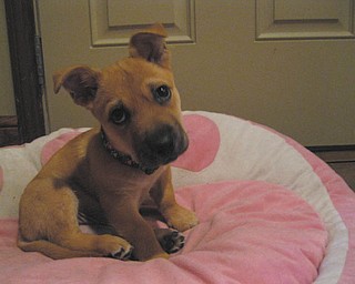 Alisa Akuszewski of Austintown says someone was giving Mandy away so they took her in June 2010. She is about a year old and a bundle of energy. She is one of their three rescues.