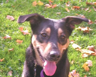 Molly is around 9 years old. Jan Pomaro of Boardman adopted her from Angels for Animals on October 2003. Jan says, "She is part German Shepherd/part Dobie, but 100 percent pure love. She makes me laugh every single day. She was picked up as a stray by Angels but has a forever home here and in our hearts."