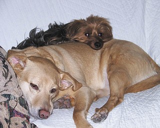 Ron and Kathy Carroll of Canfield rescued Gracie, a Lab mix, and Guido, a Yorkie. Gracie was on her way to Angels, and Guido was also in need of a new home because his mom couldn't keep him anymore. They worried about their different sizes, but as you can see, they love each other and are never apart!