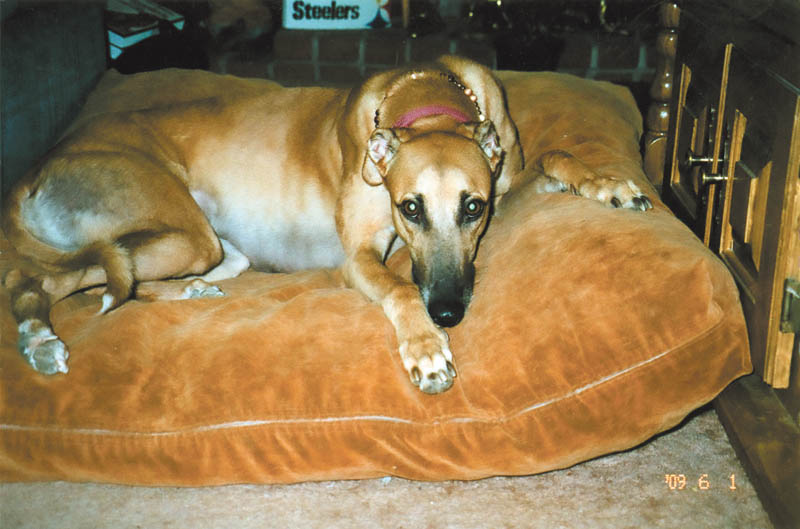 Britney, a retired racing Greyhound, was rescued by Darlene and John Bartholomew of Hermitage, Pa., in March 2009 when her racing days were over at Wheeling Downs in West Virginia.