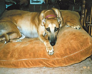 Britney, a retired racing Greyhound, was rescued by Darlene and John Bartholomew of Hermitage, Pa., in March 2009 when her racing days were over at Wheeling Downs in West Virginia.