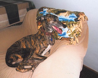 Patricia Taylor of Columbiana adopted Maisey, a Greyhound, last November. She is 6 years old and is a former racing dog. Now she enjoys sitting in comfy chairs and sharing the house with her dog brothers, Max and Seamus.