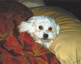 Cathy Duck of Struthers found Buffy, a Shih Poo (Shih Tzu/Poodle mix), on petfinder.com, where she was adoptable through Haven for Pets in Bath, Ohio. Due to financial reasons, her owner had to move and was going to have her euthanized, which is when Haven for Pets stepped in. After reading her biography online in September 2009, Cathy knew she had to give her a good home.