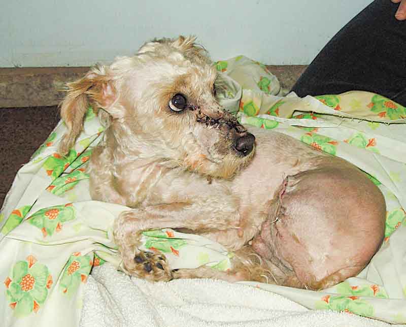 Train, a 2-year-old miniature white poodle, had her left rear leg amputated after being hit by a train in Salem. Alchemy Acres Animal Sanctuary came to the rescue and provided veterinary care for the dog, who has been adopted.