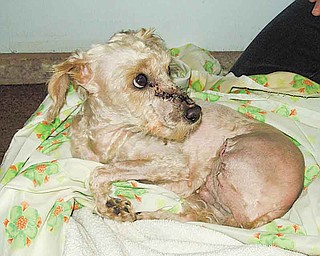 Train, a 2-year-old miniature white poodle, had her left rear leg amputated after being hit by a train in Salem. Alchemy Acres Animal Sanctuary came to the rescue and provided veterinary care for the dog, who has been adopted.