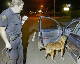 William D. Lewis The Vindicator   Boardman PD K-9 unit checks a car on market st. A small amount of marijuana was found in the car.