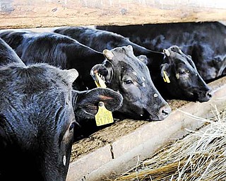 Cattle are fed after officials confrmed the hay was safe at a farm in Miharu, Fukushima Prefecture, Japan.