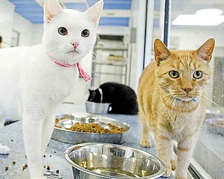 Adoptable cats at Angels for Animals, which has entered the American Society for the Prevention of Cruelty to Animals’ 100K Challenge.