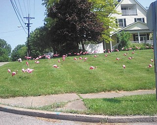 When dawn came to the house of U.S. Rep. Tim Ryan, D-17th, of Niles, recently, this entire flock of 100 flamingoes was gathered in his yard. The “flocking” is part of a fundraiser by Niles Boy Scout Troop 31.