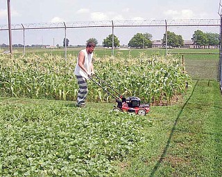 In this July 25, 2011 photo, Sandusky County Jail inmate Kyle Krotzer mows the grass around plots of corn, squash, cucumbers, peppers, lettuce and other vegetables at the jail in Fremont, Ohio. (AP Photo/Fremont News-Messenger, Mark Tower) NO SALES