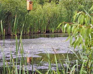 Nesting boxes for birds, bats and owls surround a pond in the Austintown Local Schools Wetlands. The boxes are part of the Environmental Learning Center created by Zane Welch, as part of his Eagle Scout project.
