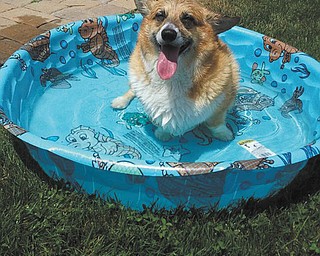 This is how Gunny, a 7-year-old Pembroke Welsh Corgi, beats the summer heat. Gunny belongs to the Burda family of Boardman.