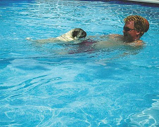 Hocheez, a 10-year-old pug, doggie-paddles (of course) toward owner Jeffrey Johnson of Poland.