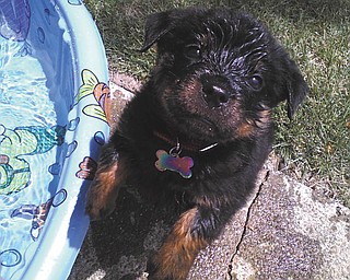 Just look at that precious pup! Here's Gemini, a 7 1/2-week-old Rottweiler, after a dip in her pool. Owners are Rich and Andrea Riebe, who submitted the photo.