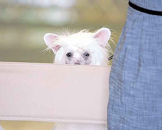 Hatchy, a Chinese Crested, peers over owner Suzanne Vugas’ chair. Vugas traveled from Canada to participate in the Canfield dog show.