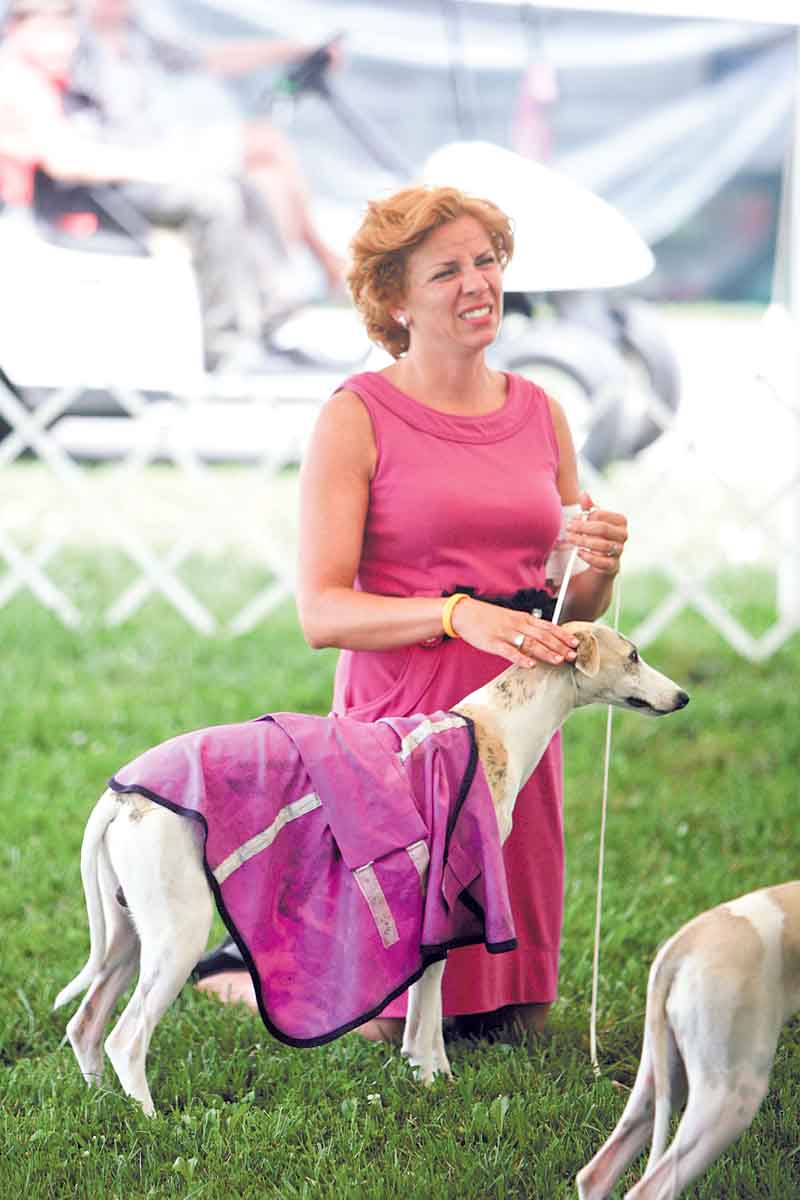 Roxanne Sutton from Narvon, Pa., and her whippet, Ari, were keeping their cool at the dog show. 