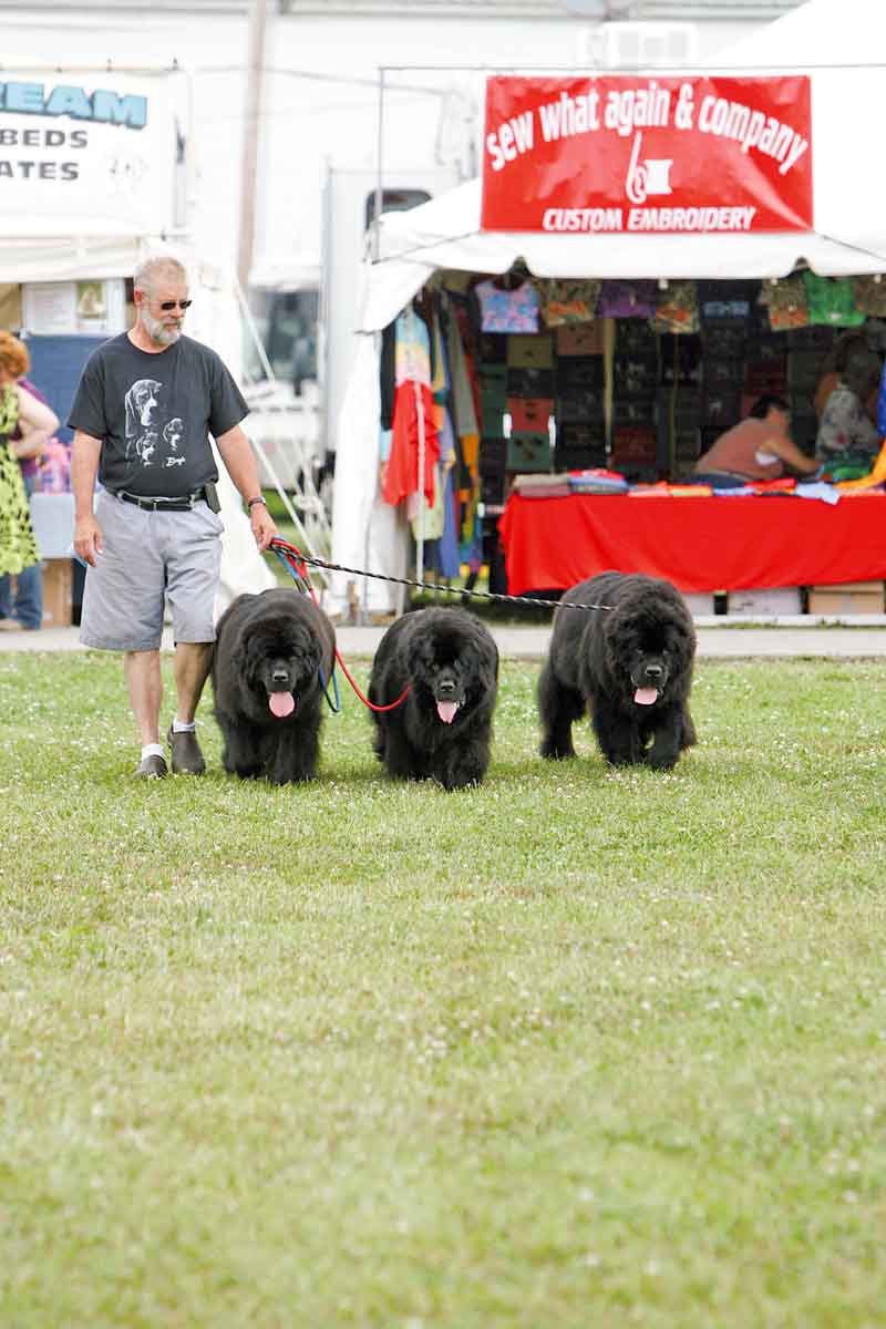 Joe Zygowski of Canton exercises Cash, Sammy and Bubbles at the Canfield Fairgrounds. Zygowski raises and shows Newfoundlands and beagles.
