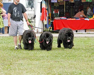 Joe Zygowski of Canton exercises Cash, Sammy and Bubbles at the Canfield Fairgrounds. Zygowski raises and shows Newfoundlands and beagles.