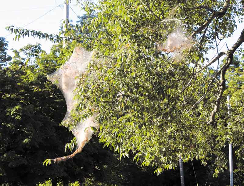 Fall webworms such as these in Bazetta Township come to Northeast Ohio every year but are more noticeable and plentiful than normal this year, according to an urban forester. 