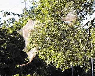 Fall webworms such as these in Bazetta Township come to Northeast Ohio every year but are more noticeable and plentiful than normal this year, according to an urban forester.