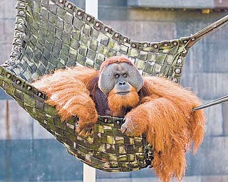 In this undated photo released by The Columbus Zoo and Aquarium shows Willie, a 20-year-old Sumatran orangutan. Willie has died at the zoo after battling a respiratory disease for years. (AP Photo/The Columbus Zoo and Aquarium, Grahm S. Jones)