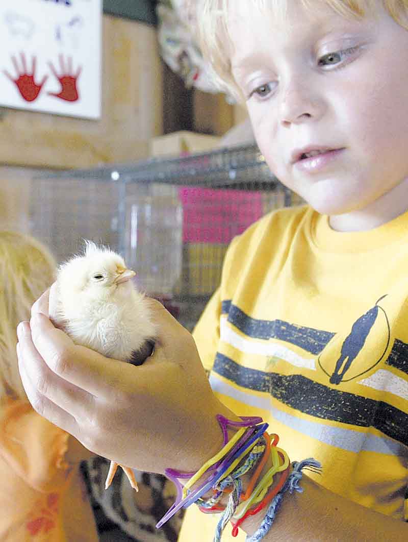 Gage Hunter, 6, of Poland, checks out a baby chick at Old McDonald’s Barn at the 2010 Canfield Fair.