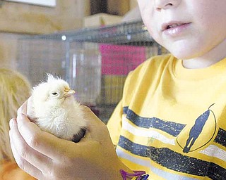 Gage Hunter, 6, of Poland, checks out a baby chick at Old McDonald’s Barn at the 2010 Canfield Fair.