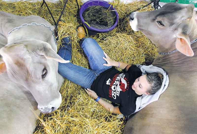 Rachel Shrock, 17, takes a rest with two of the three dairy cows she plans to show on the opening day of the 188th annual Geauga County Fair in Burton, Ohio on Thursday, Sept. 1, 2011.  The Geauga County Fair is the oldest continuously held fair in Ohio and one of the oldest in the country. (AP Photo/Amy Sancetta)
