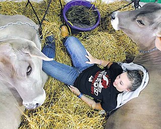 Rachel Shrock, 17, takes a rest with two of the three dairy cows she plans to show on the opening day of the 188th annual Geauga County Fair in Burton, Ohio on Thursday, Sept. 1, 2011. The Geauga County Fair is the oldest continuously held fair in Ohio and one of the oldest in the country. (AP Photo/Amy Sancetta)