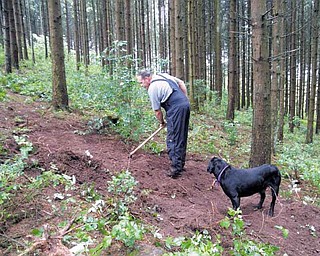 Paul Dostie, a retired investigator with the Mammoth Lake, Calif., Police Department, and Buster, the cadaver dog he trained, search a Belgium hillside where a B-26 bomber crashed with its crew during the Battle of the Bulge in World War II. Buster “alerted” to multiple places on the hill.