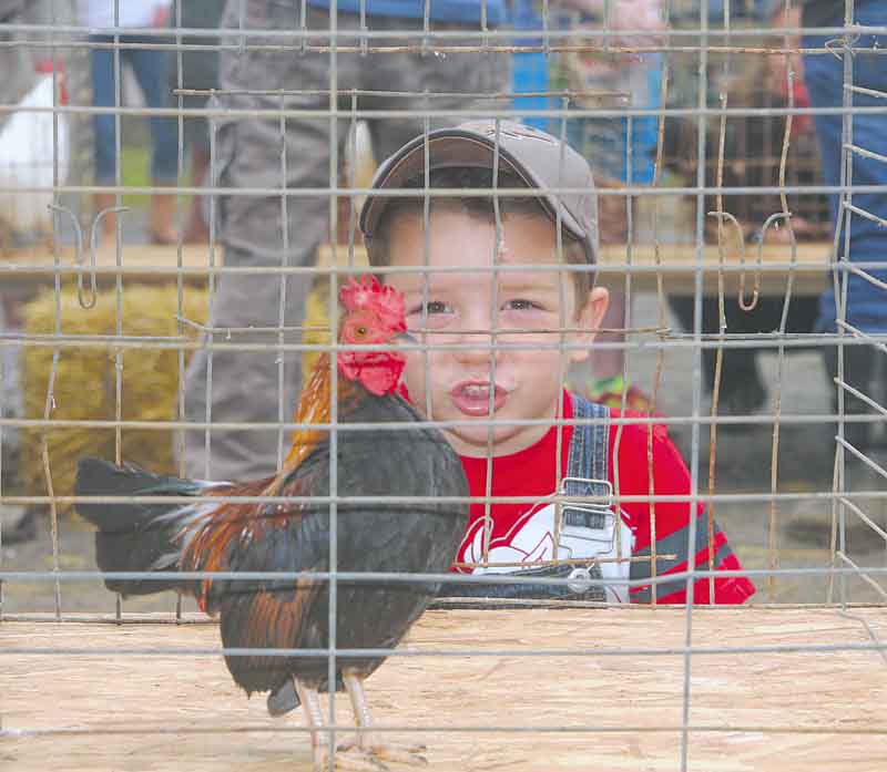 Isaac Ricketts, 10, of Columbiana practices with his rooster, getting ready for the 50th annual Canfield Fair Rooster Crowing Contest. Crowing records are held by the 2007 champions, Ethan Samuels in the junior division with 138 crows in 30 minutes, and Andrea Walls in the senior division with 123 crows.