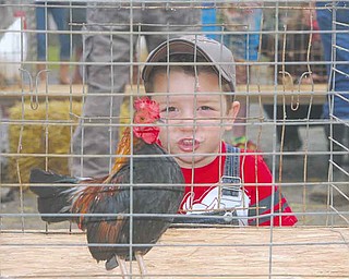 Isaac Ricketts, 10, of Columbiana practices with his rooster, getting ready for the 50th annual Canfield Fair Rooster Crowing Contest. Crowing records are held by the 2007 champions, Ethan Samuels in the junior division with 138 crows in 30 minutes, and Andrea Walls in the senior division with 123 crows.