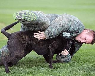 Martin Kreeft, a member of the Royal Dutch Police Dog Association, trains with a Dutch shepherd police dog named Sumo at the Field of Dreams in Boardman. The facility off McClurg Road was used Thursday and will be used today for training sessions.