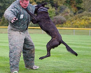 Martin Kreeft, a member of the Royal Dutch Police Dog Association, trains with a Dutch shepherd police dog named Sumo at the Field of Dreams in Boardman. The facility off McClurg Road was used Thursday and will be used today for training sessions.