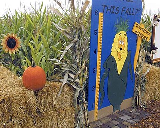 William D Lewis The Vindicator Columbiana Maze Craze owned by Mike Bacon features decorations such as the ruler that customers often photograph their children with.