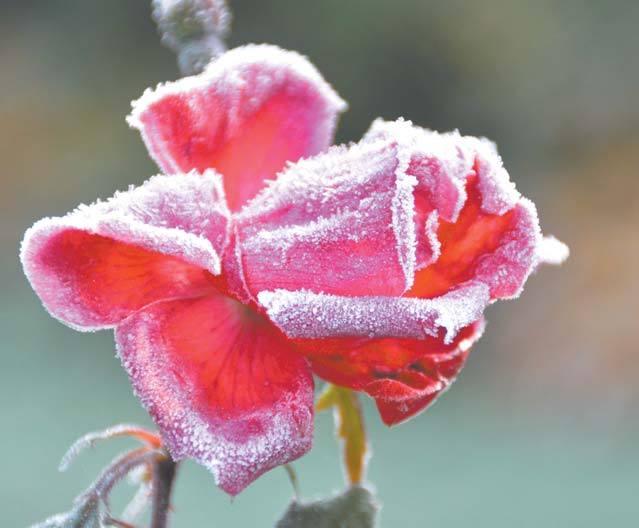 A rose, apparently not sure if it should bloom or succumb to the autumn cold, is painted with frost. Under clear frosty nights, soft ice crystals might form on vegetation or any object that has been chilled below the freezing point by radiation cooling. This deposit of ice crystals is known as hoar frost.
