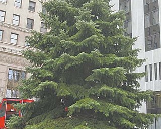 This 34-foot blue spruce Christmas tree was donated by city resident Richard Greenwalt of Lansing Avenue. Diamond Steel Construction employees, including Marty Martin, pictured above, volunteered to help the city’s Department of Parks and Recreation get the tree to downtown Central Square.