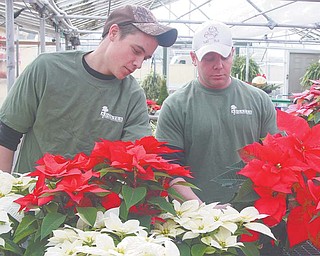 Cody Parthemer, left, and Adam Adgate work with flowers at Adgate’s Garden Center in Cortland. Adgate treats poinsettias to prevent white fl ies and other pests and uses growth regulators to keep the plants short, full and 
fluffy. The plants range in price from $10 to $24.