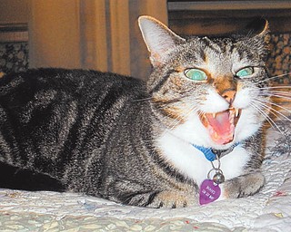 Jean McFarland of Salem says Boots yawned just as she snapped this picture. Boots is 6 years old and came from the humane society.
