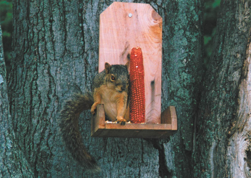 Mary Sigel of Youngstown says she has adopted Sammy as her pet squirrel for the last four years. He sits right up on the corncob stand and looks right at her.