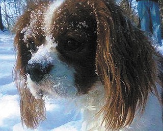 Bob and Susan Williams of Columbiana sent in this photo of Cutty Sark, their 2-year-old rescue dog, a Cavalier King Charles Spaniel who loves to play in the ice and snow.
