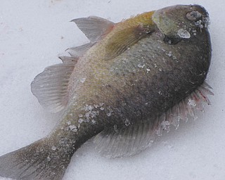 Autumn Feo sent in this photo after friends and family went ice fishing on her family's lake and only got one fish.