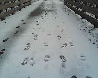 David Gemmel took this shot Jan. 2 while walking on the Metropark Trail between Kirk Trailhead and Herbert Road.