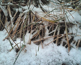 David Gemmel took this shot Jan. 2 while walking on the Metropark Trail between Kirk Trailhead and Herbert Road.