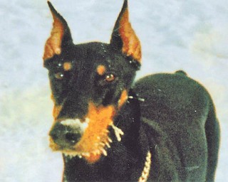 Doxie Damica of Youngstown sent this photo of her dog Chloe, whose whiskers are frozen from chasing and popping bubbles, her favorite Christmas gift.