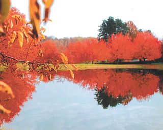 White House Fruit Farm in Canfield, as seen by Lana VanAuker, also of Canfield.