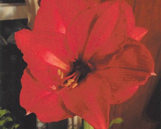 This picture of the beautiful amaryllis was taken by Mary Cavanaugh of Columbiana.