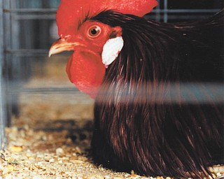 This stern-looking guy could have won a ribbon at the Canfield Fair, where he was competing. Photo submitted by Michael Lacivita of Youngstown.