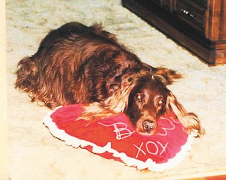 Kelly, an Irish Setter, is owned by Rochelle Blanco of Boardman.