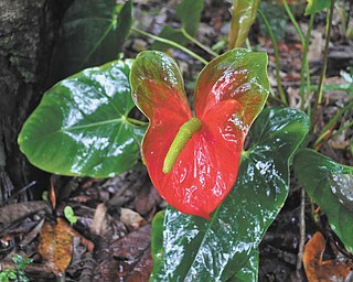 Linda Biggs of Leetonia took this picture at the Honolulu Botanical Gardens in Oahu Hawaii.